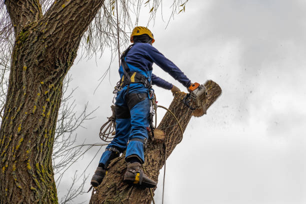 Professional Tree Care Services in Stafford, OR